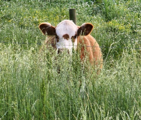Cow hidden in grass