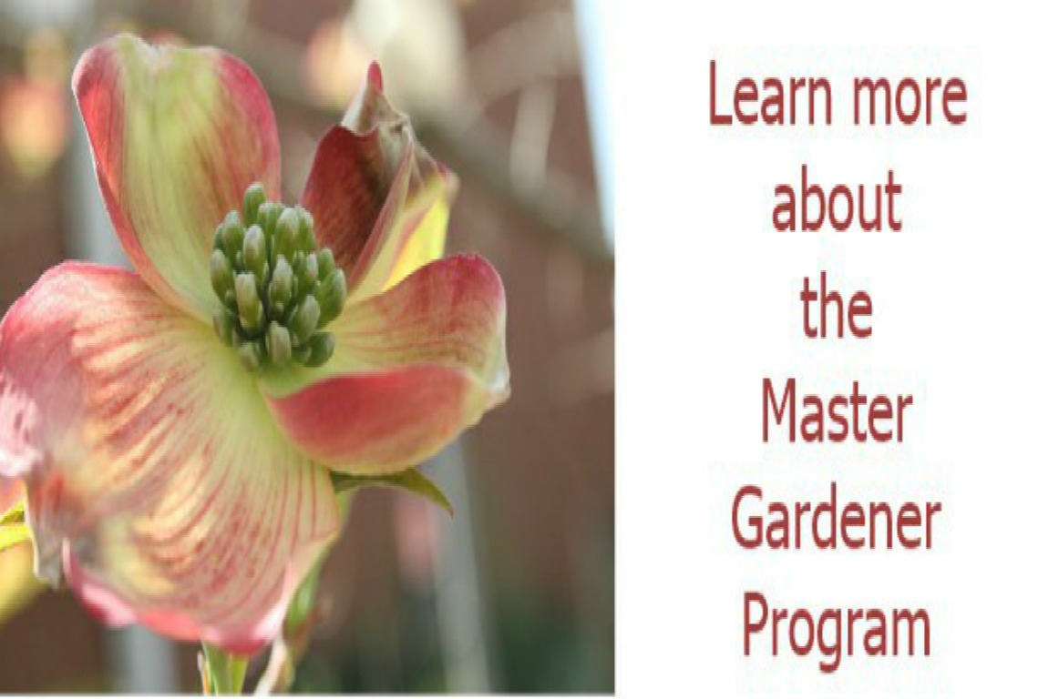 Learn more about the Master Gardener program