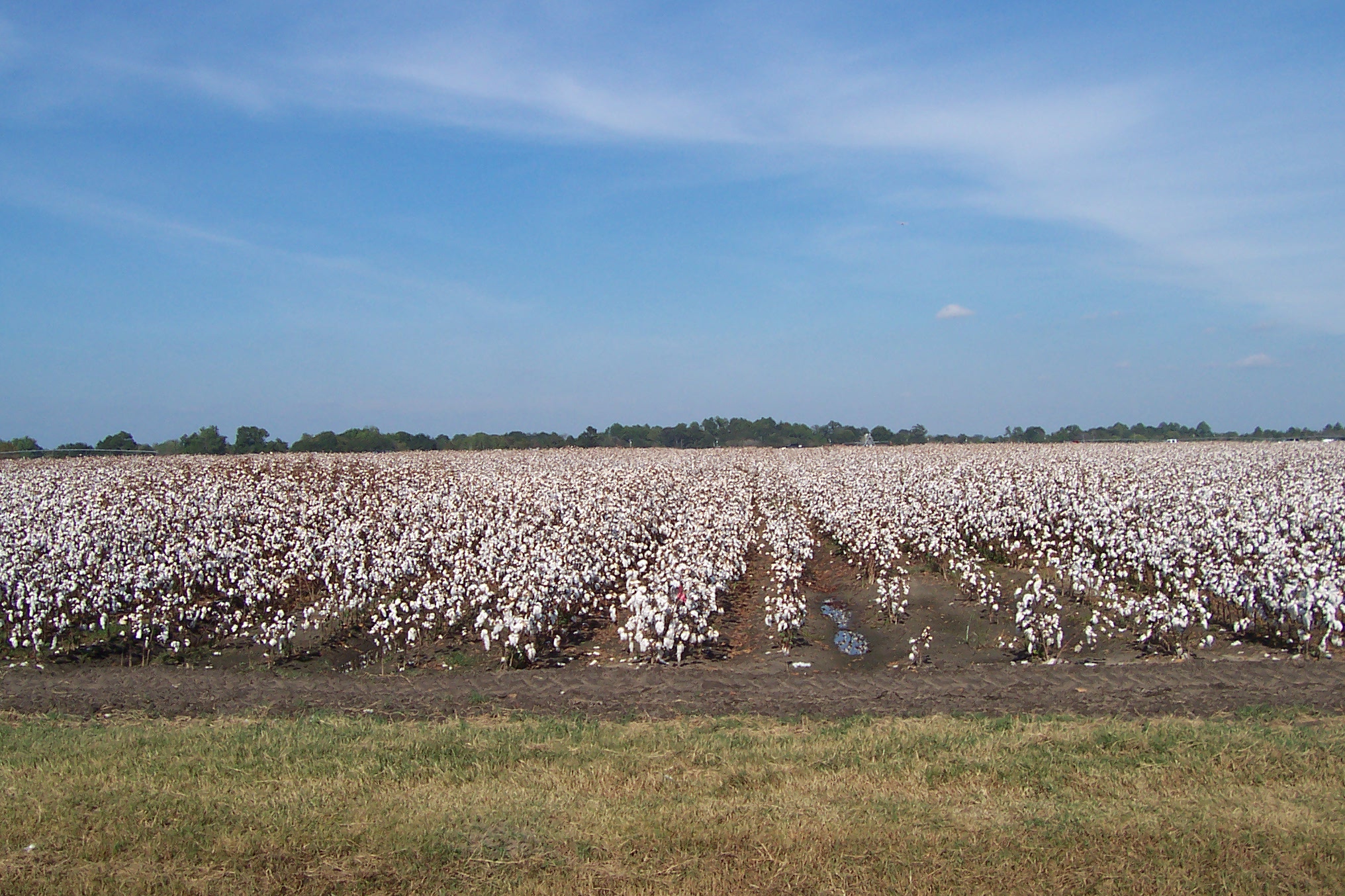 Cotton rows
