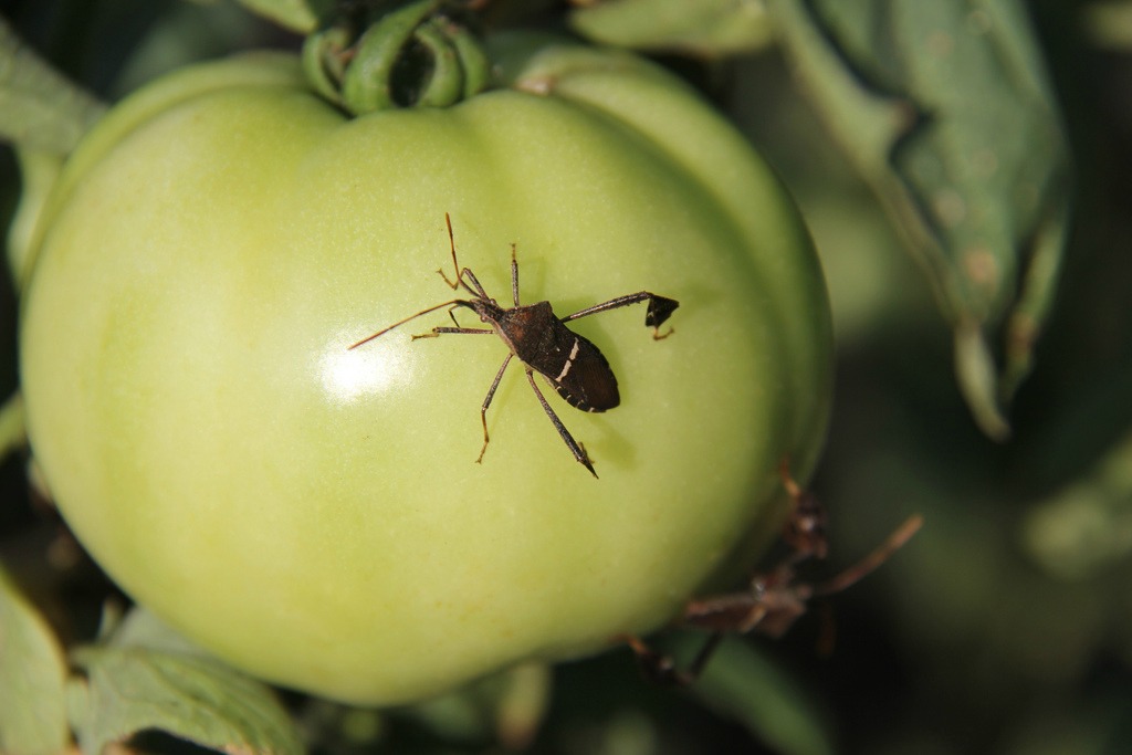 Leaf-footed bug on a green tomato