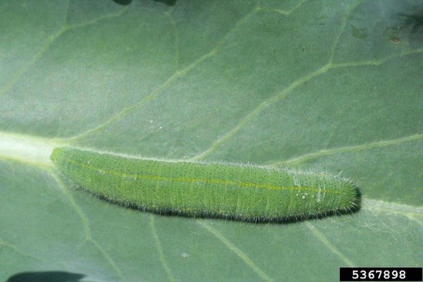 Cabbage worm Larvae