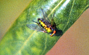 Long-legged fly on a leaf
