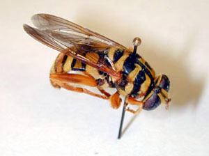 Pinned adult syrphid fly