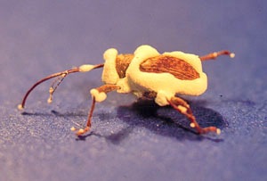 Weevil infected with a fungus that looks like yellow foam