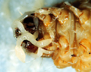 Insect infected by nematode worms
