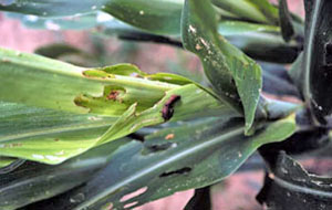 Plant with an infected insect on a leaf