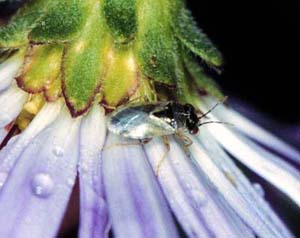 Bigeyed bug on a flower