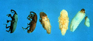 Adult and nymph stages of billbugs