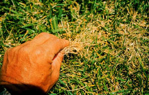 Grass damaged by billbugs