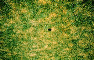 Grass lawn showing billbug damage