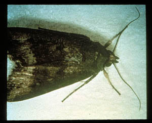 Adult cutworm moth