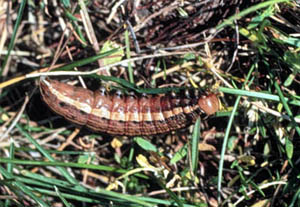 Cutworm moth caterpillar