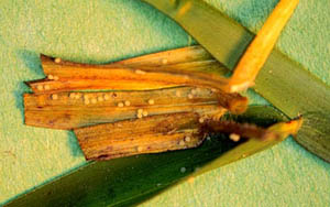 Cutworm moth eggs on a leaf