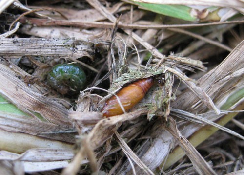 Larva, pupa, and damage caused by sod webworm. Steven Arthurs, University of Florida.