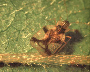 Adult azalea lace bug on a leaf