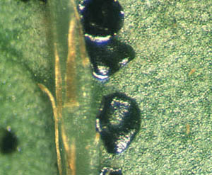 Azalea lace bug eggs embedded in a leaf