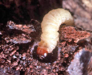 Dogwood borer caterpillar crawling on wood