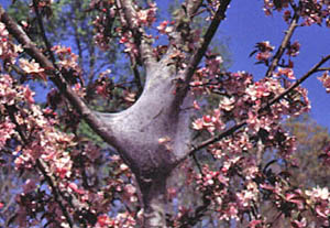 Tent caterpillar silk web mass in a tree