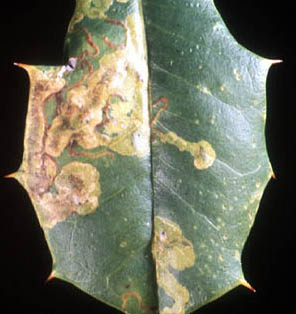 Holly leaf damaged by leafminer