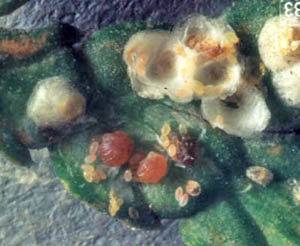 Juniper scale insects on a leaf
