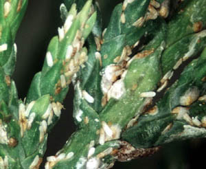 Leaves covered with juniper scale insects