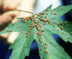 Maple leaf with many small galls along the veins