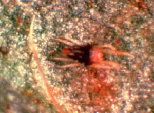 Southern red mite
