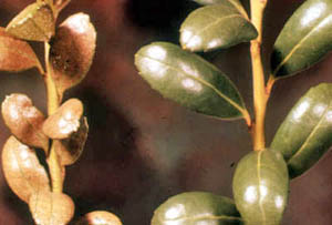 Plant with mite activity