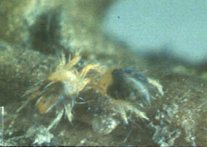 Adult spruce spider mites