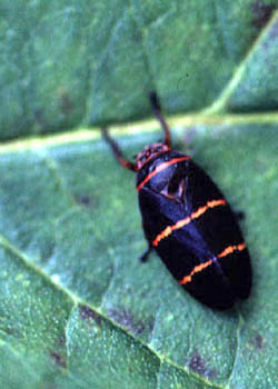 Twolined spittlebug adult on a leaf