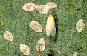 Adult whitefly on tree bark, surrounded by pupae