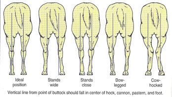 Figure 14: Conformation of the hind legs as viewed from behind. The horsefarthest to the left represents ideal conformation while the others represent commonly seen structural flaws.