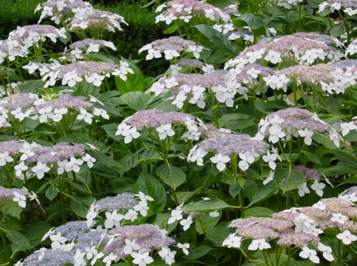 When is the best time of year to transplant hydrangea plants?