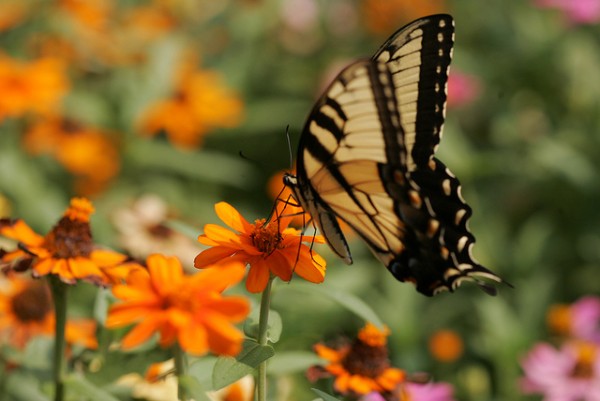 Tiger Swallowtail on Flower