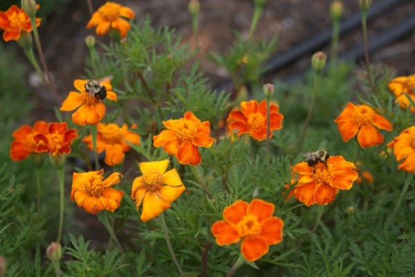 Bumblebees and marigolds