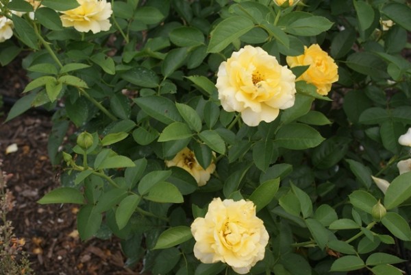 A Julia Child rose