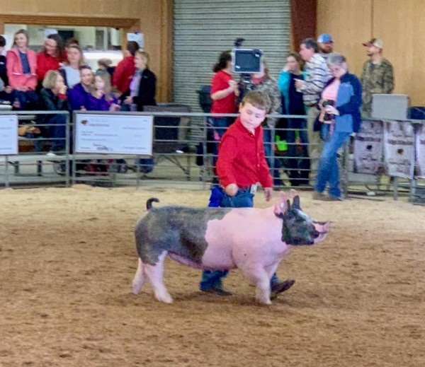 Swine-Competition