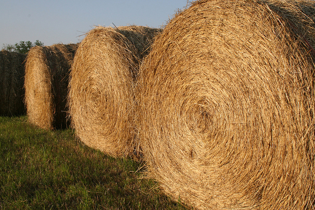 Rolled bales of hay
