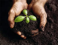 Hands full of soil with a plant sprouting from the soil
