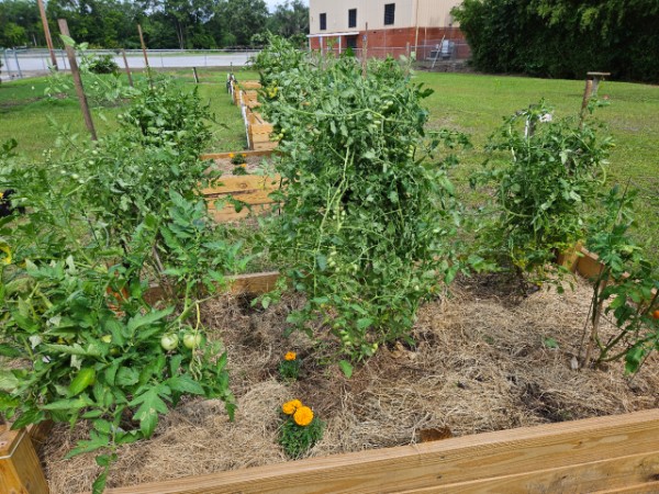 Tomatoes with Marigolds to attract polliantors