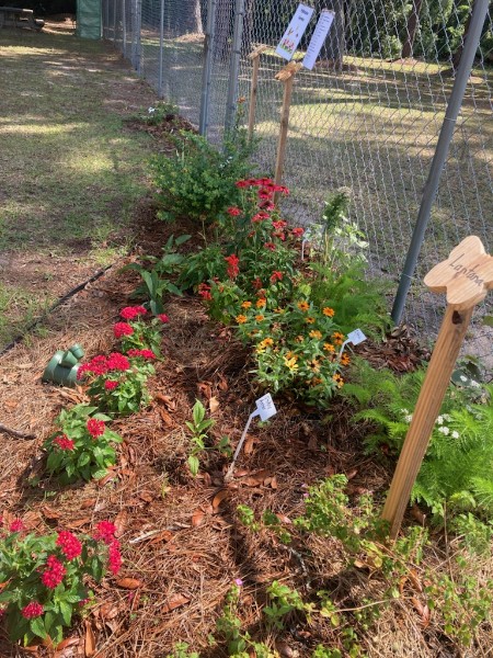 Portion of the pollinator garden