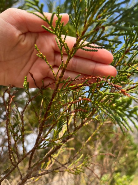 Leyland Cypress up close on the problem, hand in photo to help camera focus
