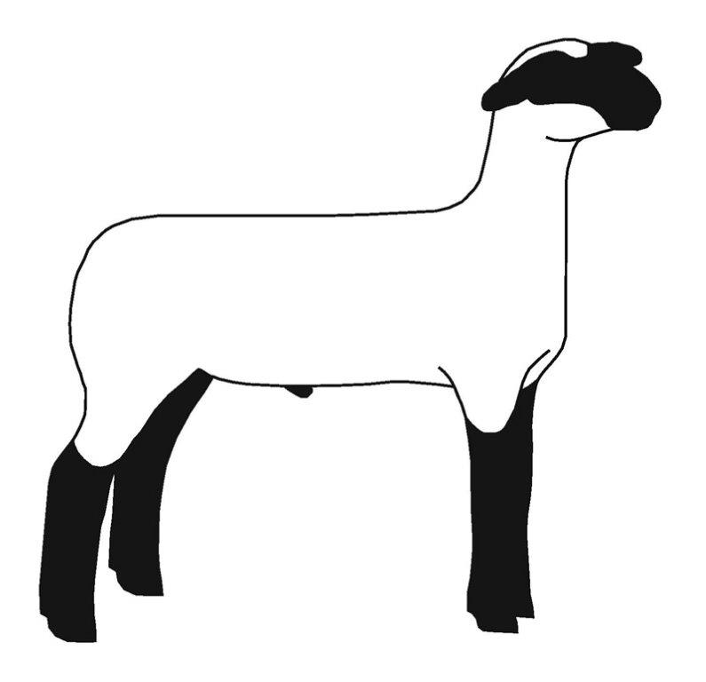 Silhouette of a lamb