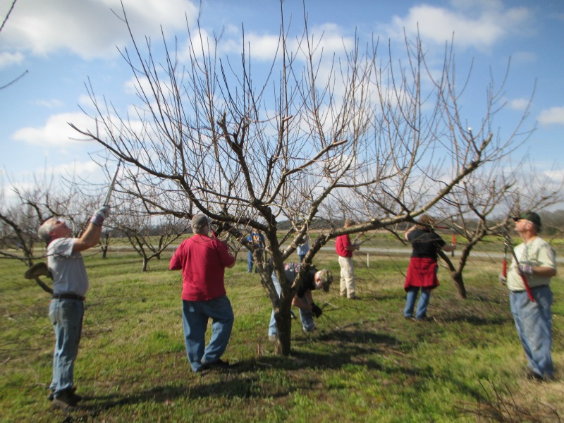 Master Gardener volunteers examining a tree