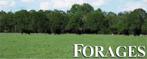 Cattle grazing in a field with large text reading Forages