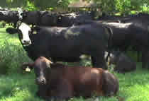Cows standing and laying in the shade
