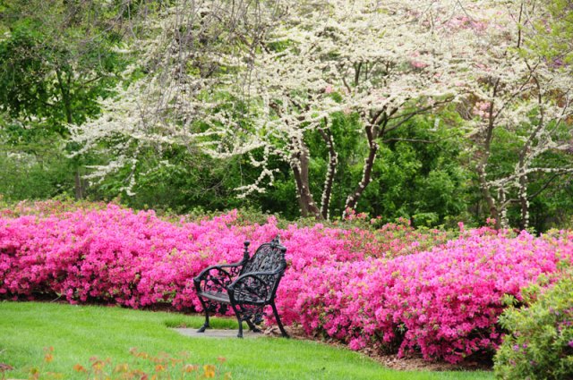Park bench in front of a row of pink azalea bushes