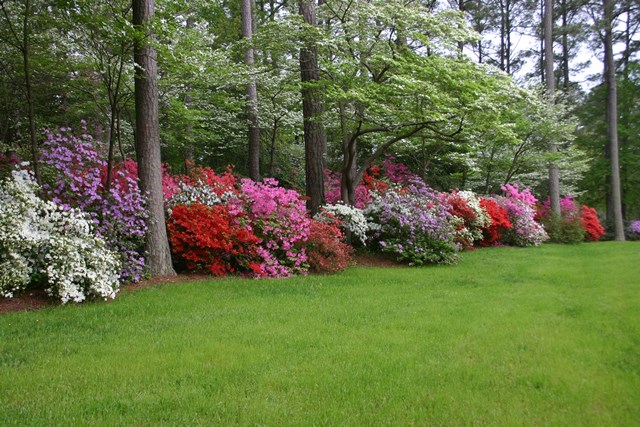 Grass lawn bordered by trees and flowering bushes