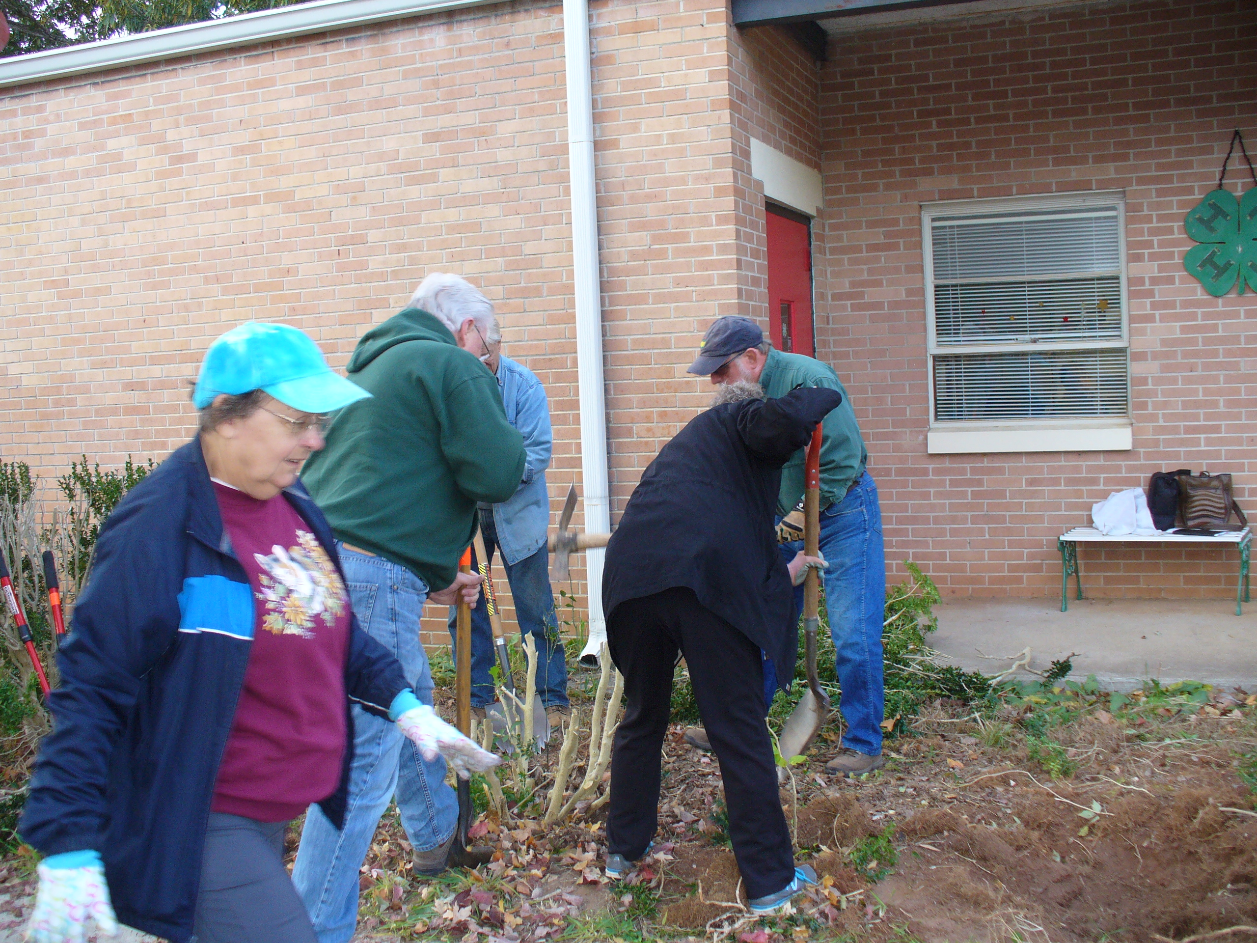 Master Gardener Extension volunteers dig up bushes from a landscaping bed