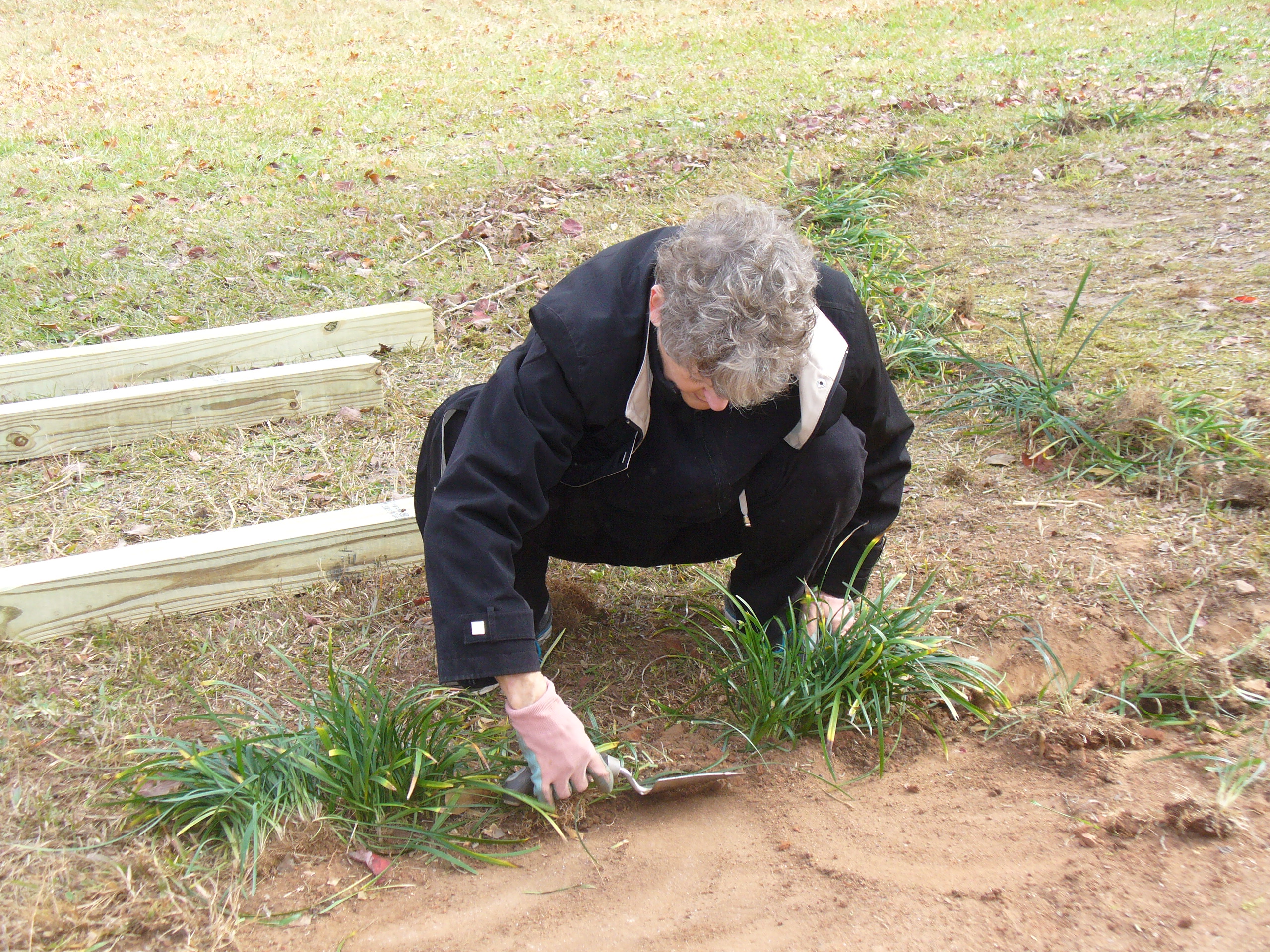 Master Gardener Extension volunteer putting soil around a grassy plant
